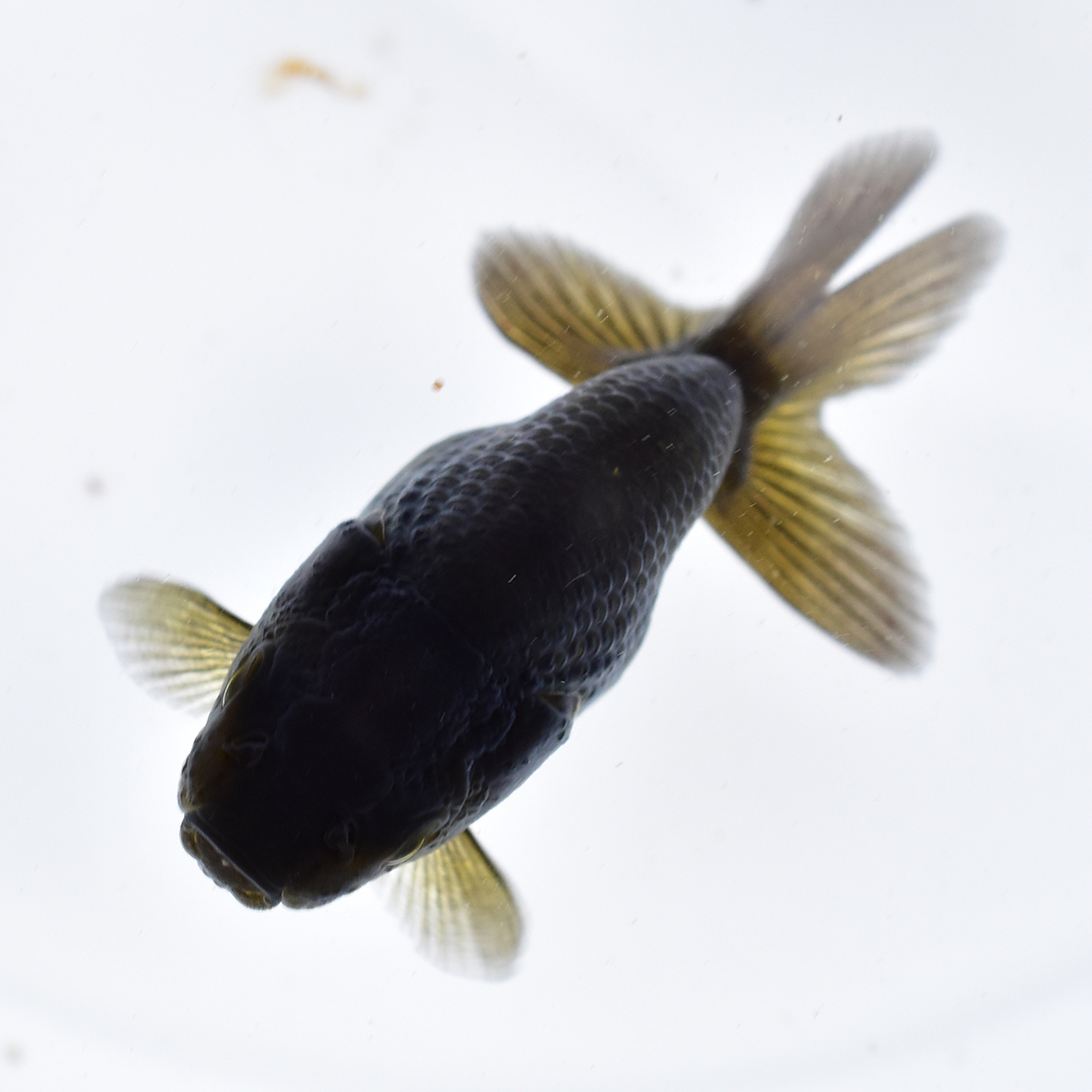 黒らんちゅう 稚魚 5匹 体型 ヒレに難あり 金魚 蘭鋳 Gf019 らんちゅう 売買されたオークション情報 Yahooの商品情報をアーカイブ公開 オークファン Aucfan Com