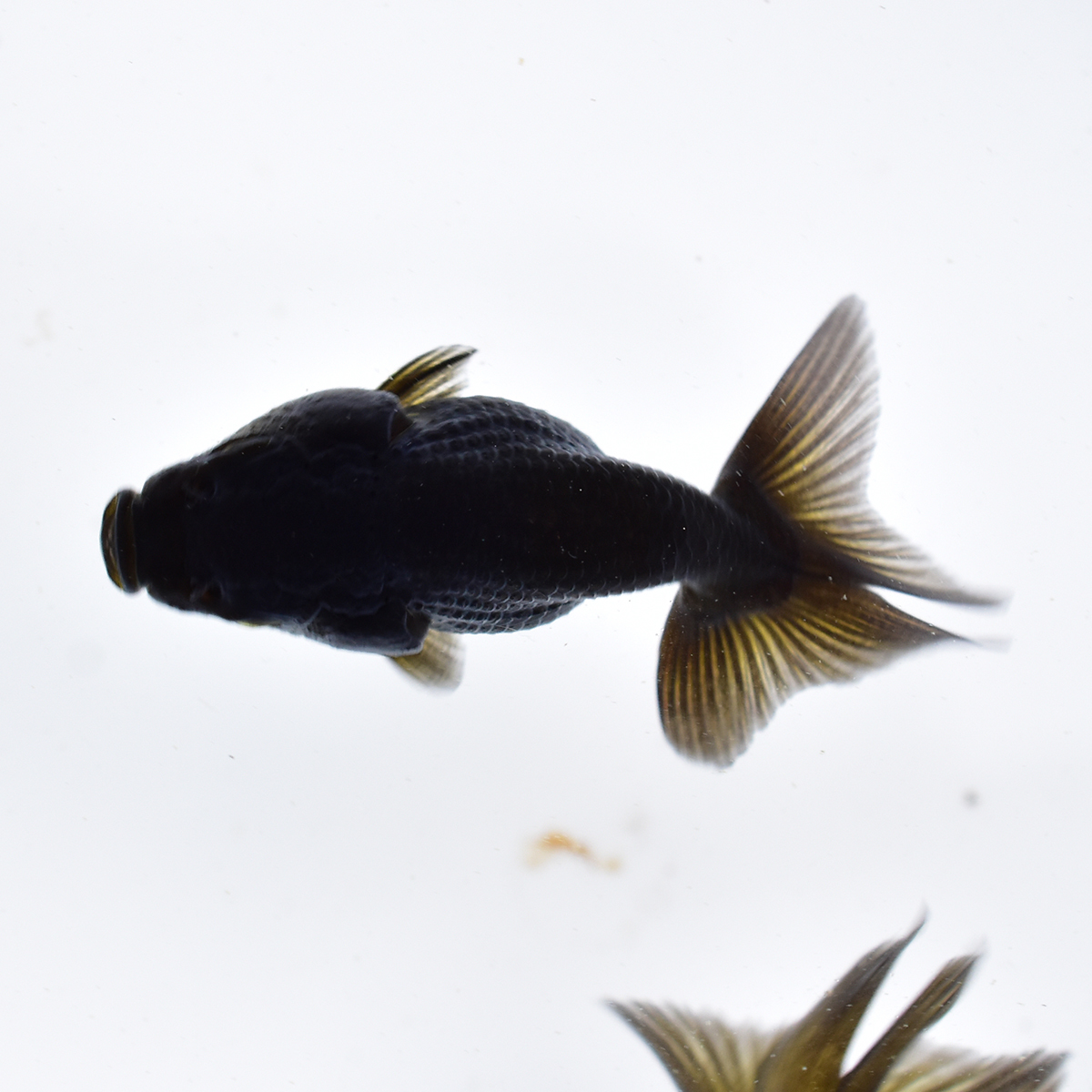 黒らんちゅう 稚魚 5匹 体型 ヒレに難あり 金魚 蘭鋳 Gf019 らんちゅう 売買されたオークション情報 Yahooの商品情報をアーカイブ公開 オークファン Aucfan Com