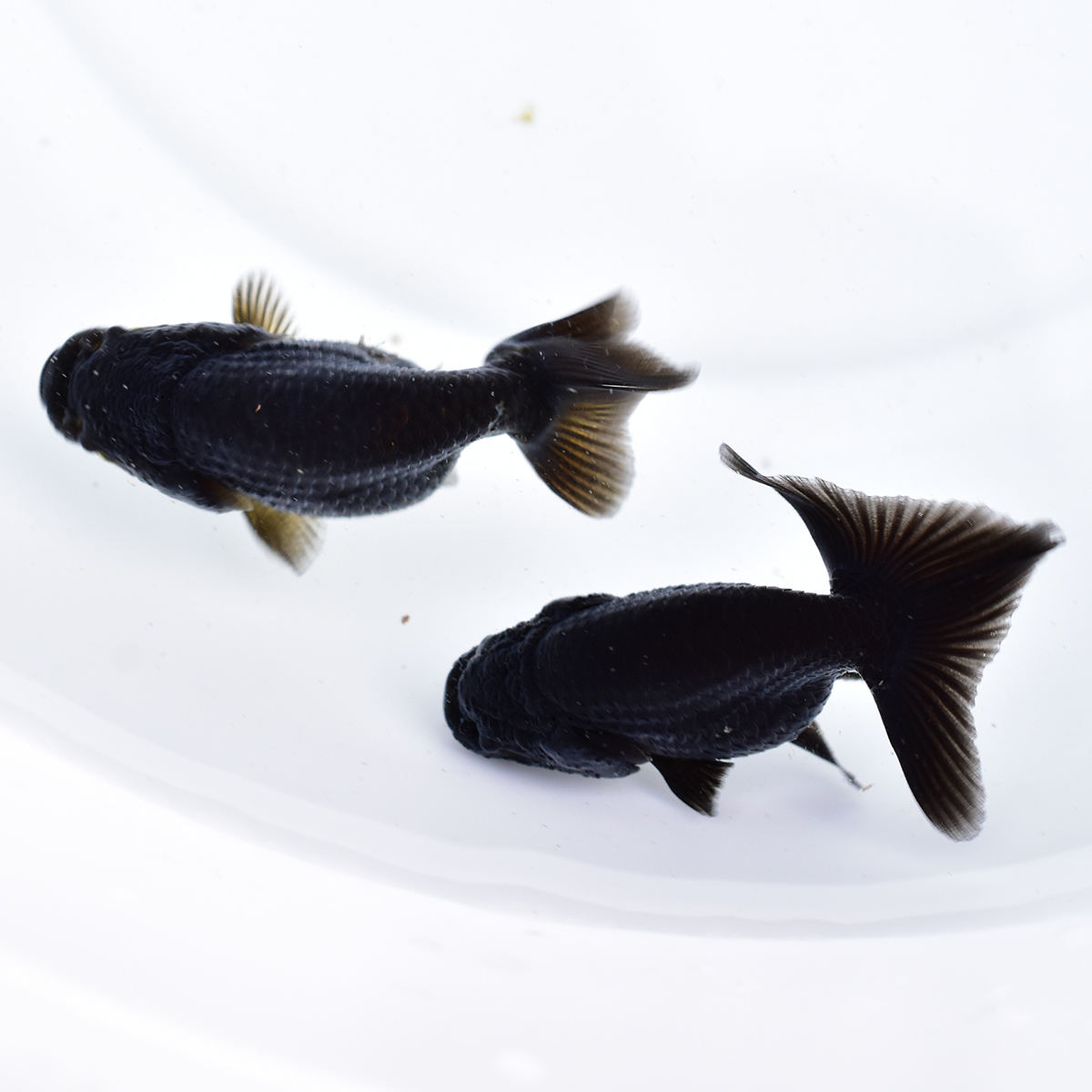 黒らんちゅう 稚魚 5匹 体型 ヒレに難あり 金魚 蘭鋳 Gf019 らんちゅう 売買されたオークション情報 Yahooの商品情報をアーカイブ公開 オークファン Aucfan Com