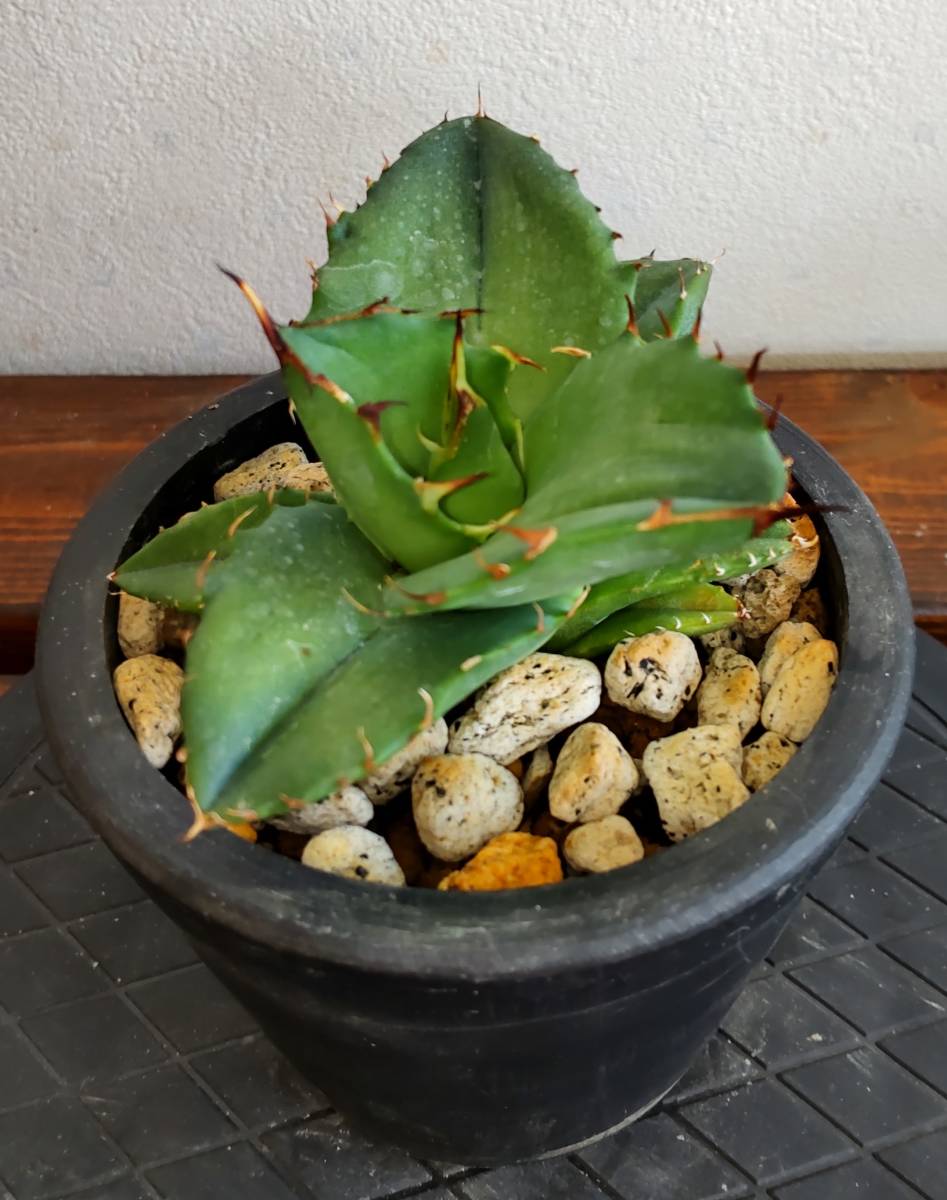 アガベ チタノタドワーフ Agave titanota