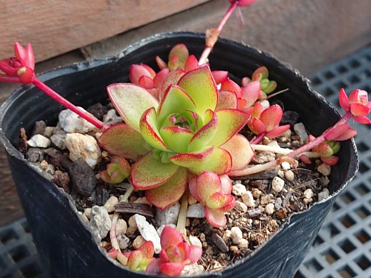 薄紅蓮華 抜き苗全部 （オロスタキス薄紅蓮華1つ 根付き抜き苗多肉植物 