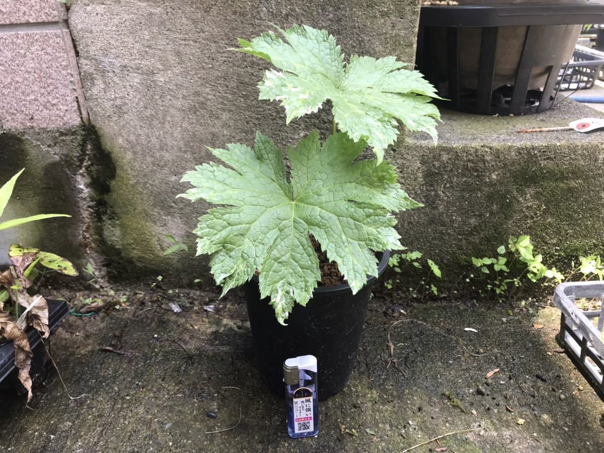 山野草 斑入り シラネアオイ 2本立ち(鉢植え)｜売買された