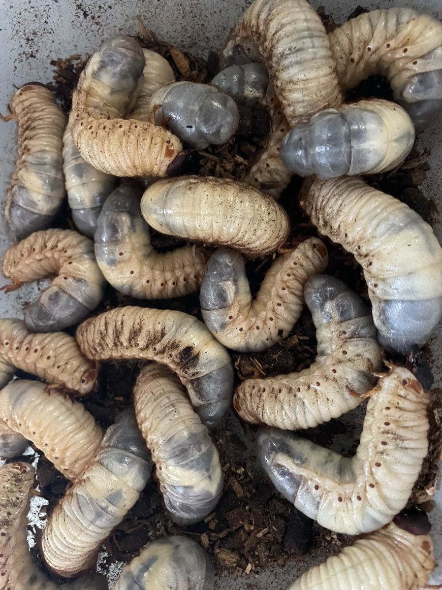 カブトムシ幼虫10匹 国産 売買されたオークション情報 Yahooの商品情報をアーカイブ公開 オークファン Aucfan Com