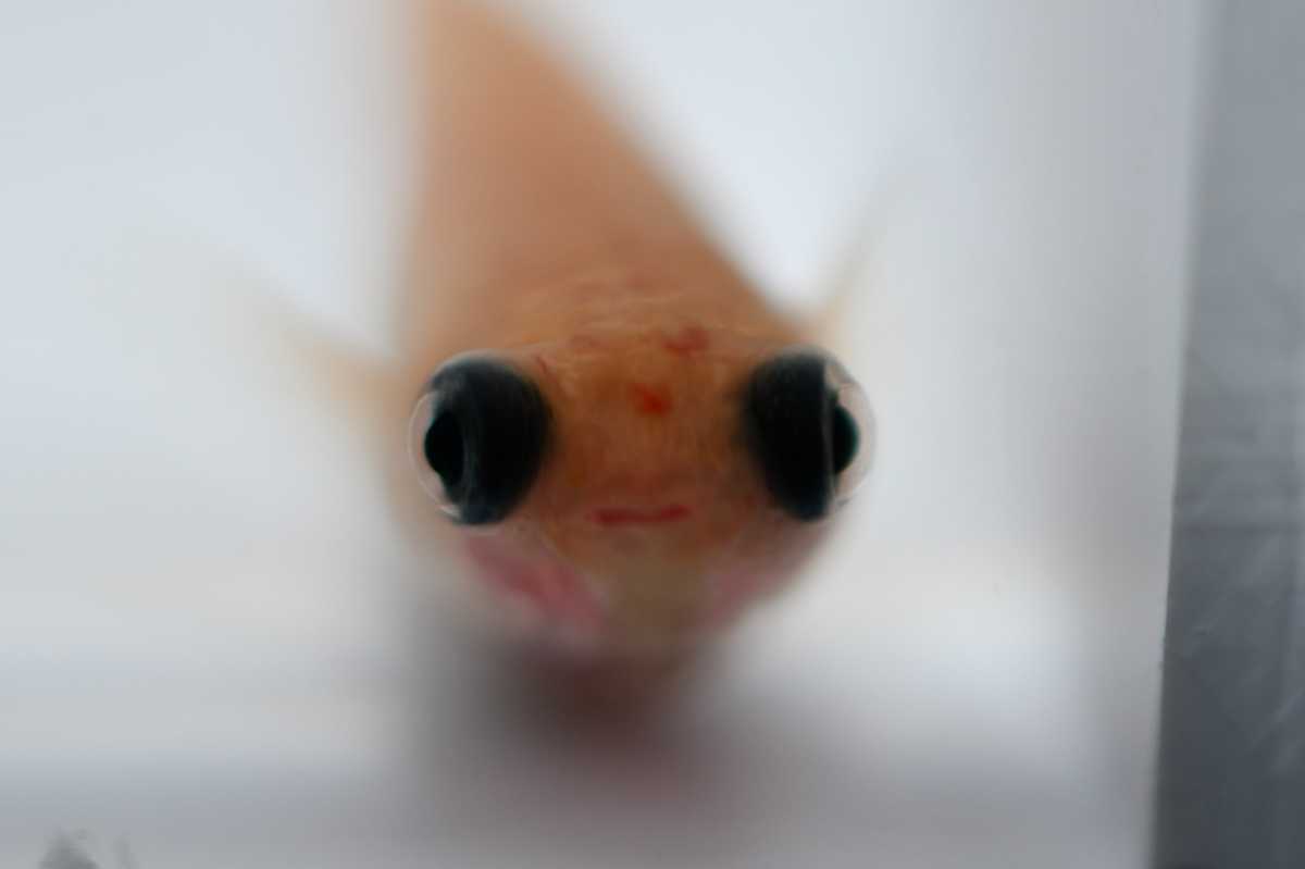 ピンク 出目パンダ ダルマ メダカ から産まれた めだか稚魚10匹 目高屋 めだか 売買されたオークション情報 Yahooの商品情報をアーカイブ公開 オークファン Aucfan Com ピンク 出目パンダ ダルマ メダカ から産まれた めだか稚魚10匹 目高屋 めだか 売買されたオークション情報 Yahooの商品情報をアーカイブ公開 オークファン Aucfan Com