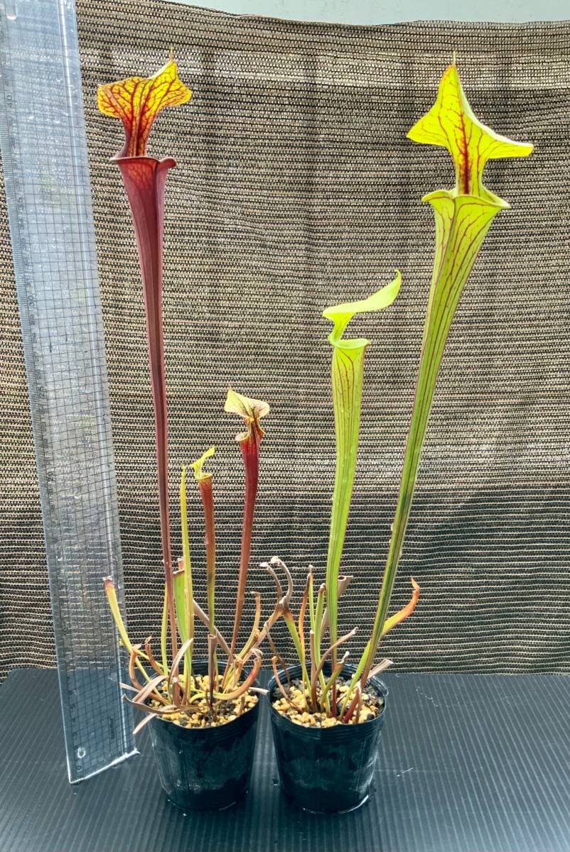 食虫植物 サラセニア フラバ オルナタ オルナタ ルブリコーポラ 2種 その他 売買されたオークション情報 Yahooの商品情報をアーカイブ公開 オークファン Aucfan Com