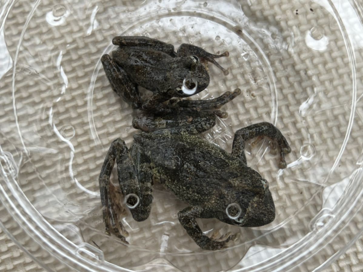 カジカガエル おそらくペア 綺麗な声 鳴いています 価格 カエル 売買されたオークション情報 Yahooの商品情報をアーカイブ公開 オークファン Aucfan Com