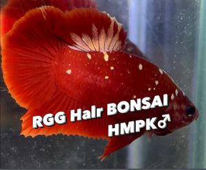 週末sale レア 美個体 ベタ プラカット モンスター キャンディーギャラクシー ブルーレオパード Www Fadecom Pe