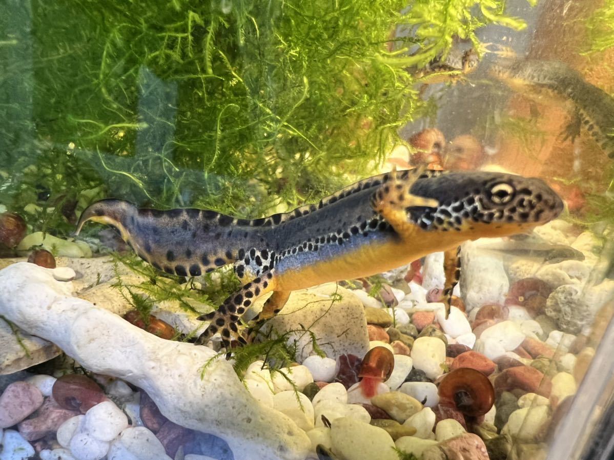 ブルーオーシャンニュート I A Veluchiensis ギリシャアルプスイモリ かわいい 幼体間近幼生３匹 ギリシャ固有種 陽極 イモリ サラマンダー 売買されたオークション情報 Yahooの商品情報をアーカイブ公開 オークファン Aucfan Com