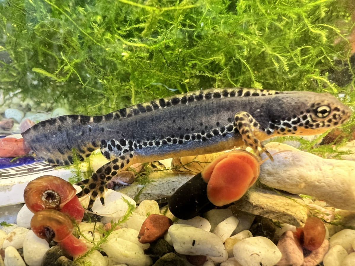 ブルーオーシャンニュート I A Veluchiensis ギリシャアルプスイモリ かわいい 幼体間近幼生３匹 ギリシャ固有種 陽極 イモリ サラマンダー 売買されたオークション情報 Yahooの商品情報をアーカイブ公開 オークファン Aucfan Com