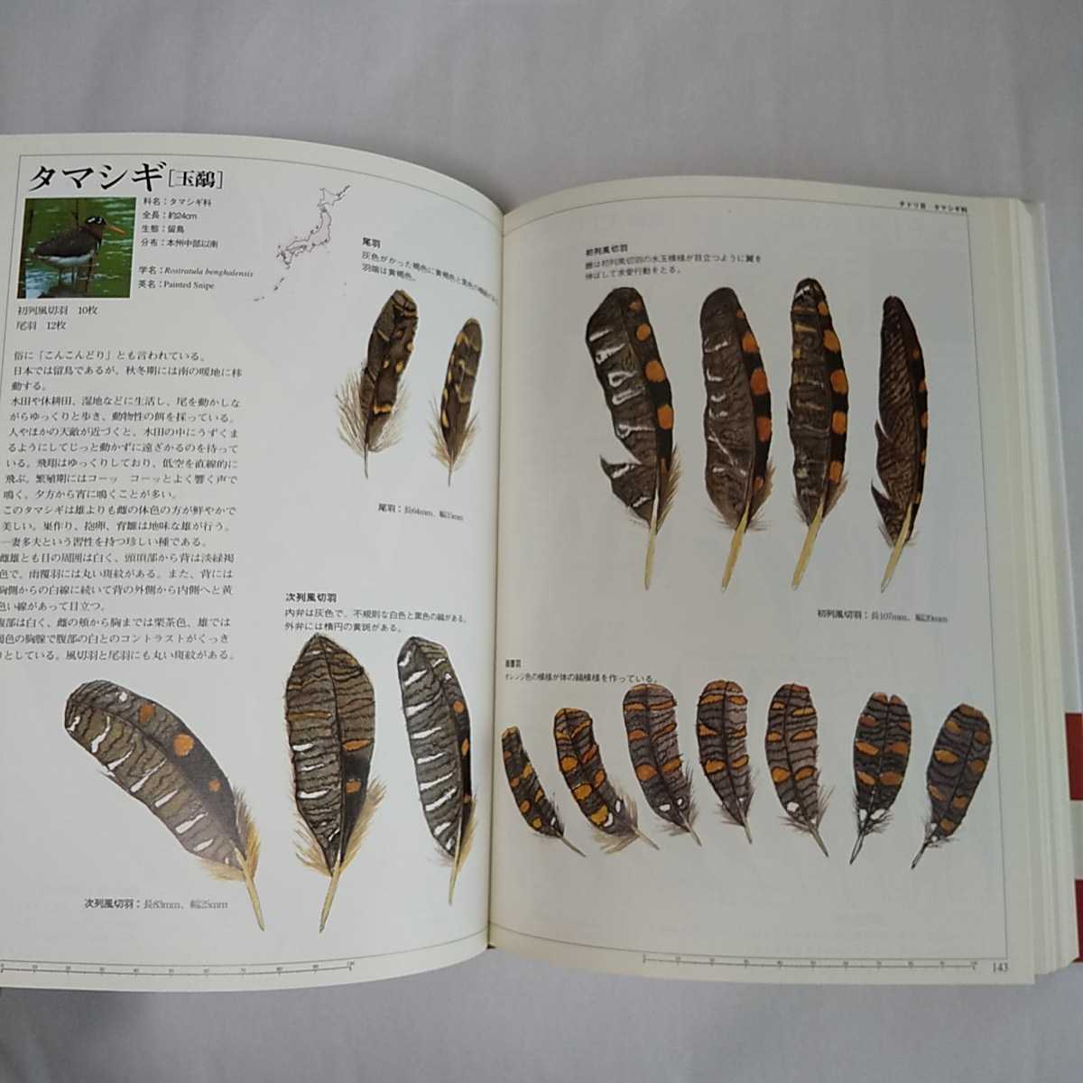 改訂新版 日本の野鳥羽根図鑑 通販 - 笹川昭雄 イラスト集 野鳥 鳥類 