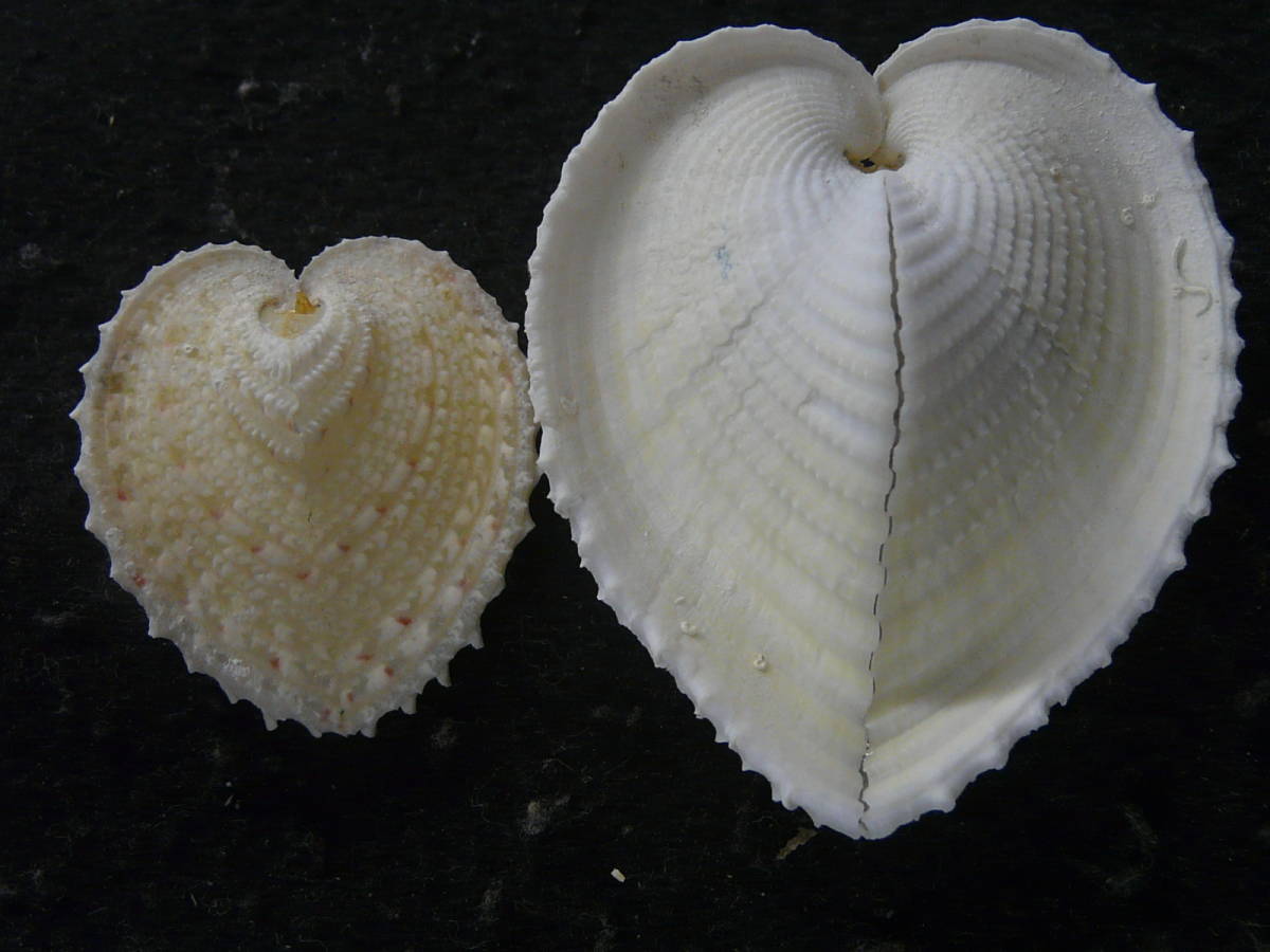 貝殻標本 リュウキュウアオイ2個 美 その他 売買されたオークション情報 Yahooの商品情報をアーカイブ公開 オークファン Aucfan Com