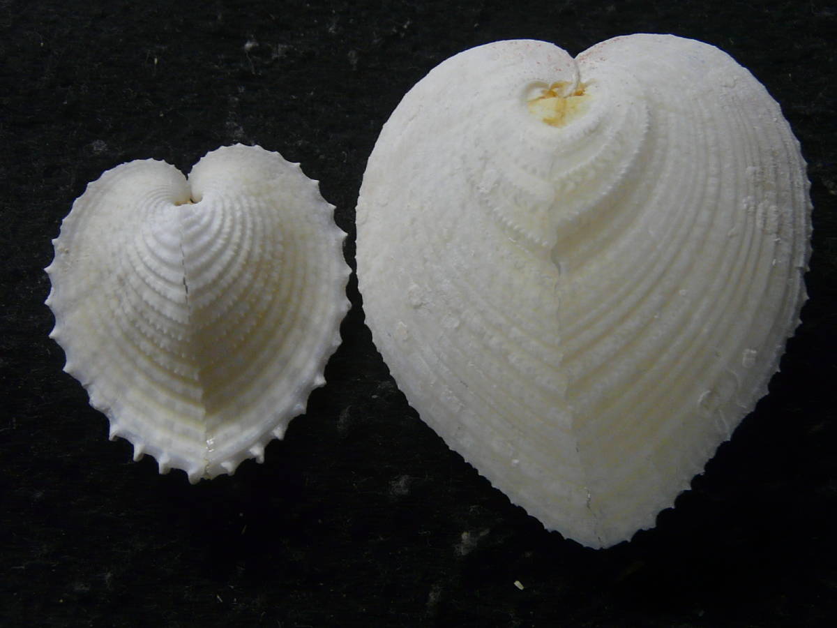 貝殻標本 リュウキュウアオイ2個 美 その他 売買されたオークション情報 Yahooの商品情報をアーカイブ公開 オークファン Aucfan Com