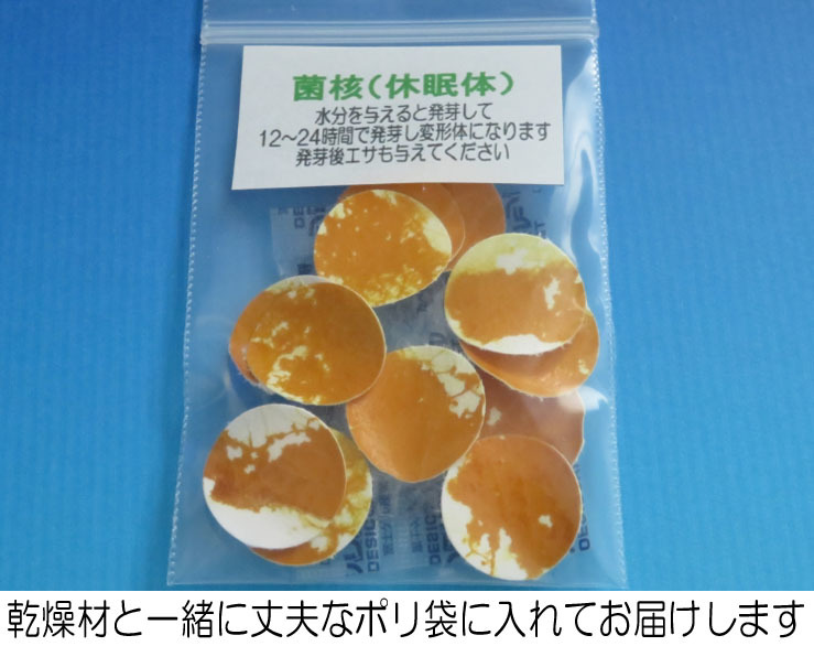 ◆グループ研究に最適！／変形菌（粘菌）「モジホコリ」の休眠体（菌核）・発芽試験済／１０枚＋予備２枚セット／#53-02