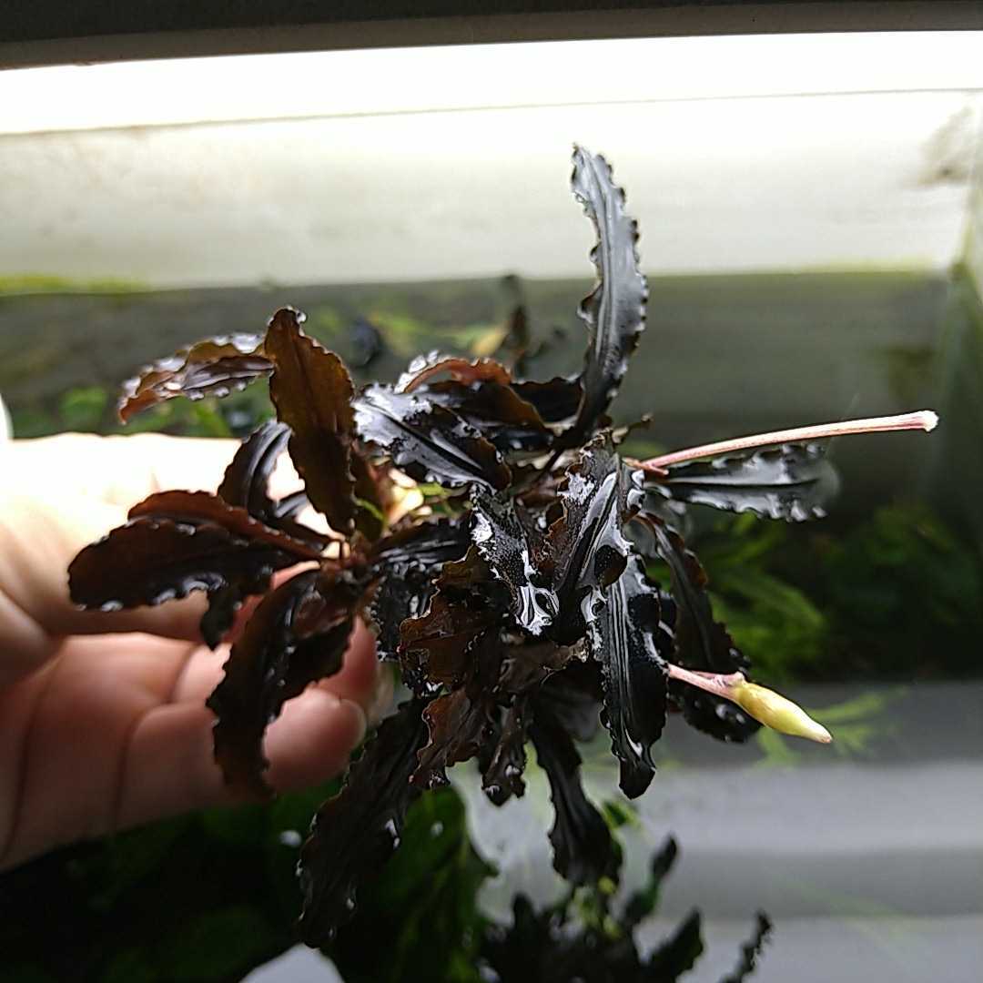 ブセファランドラ Sp クダガン ミニ 1年保証 1年保証