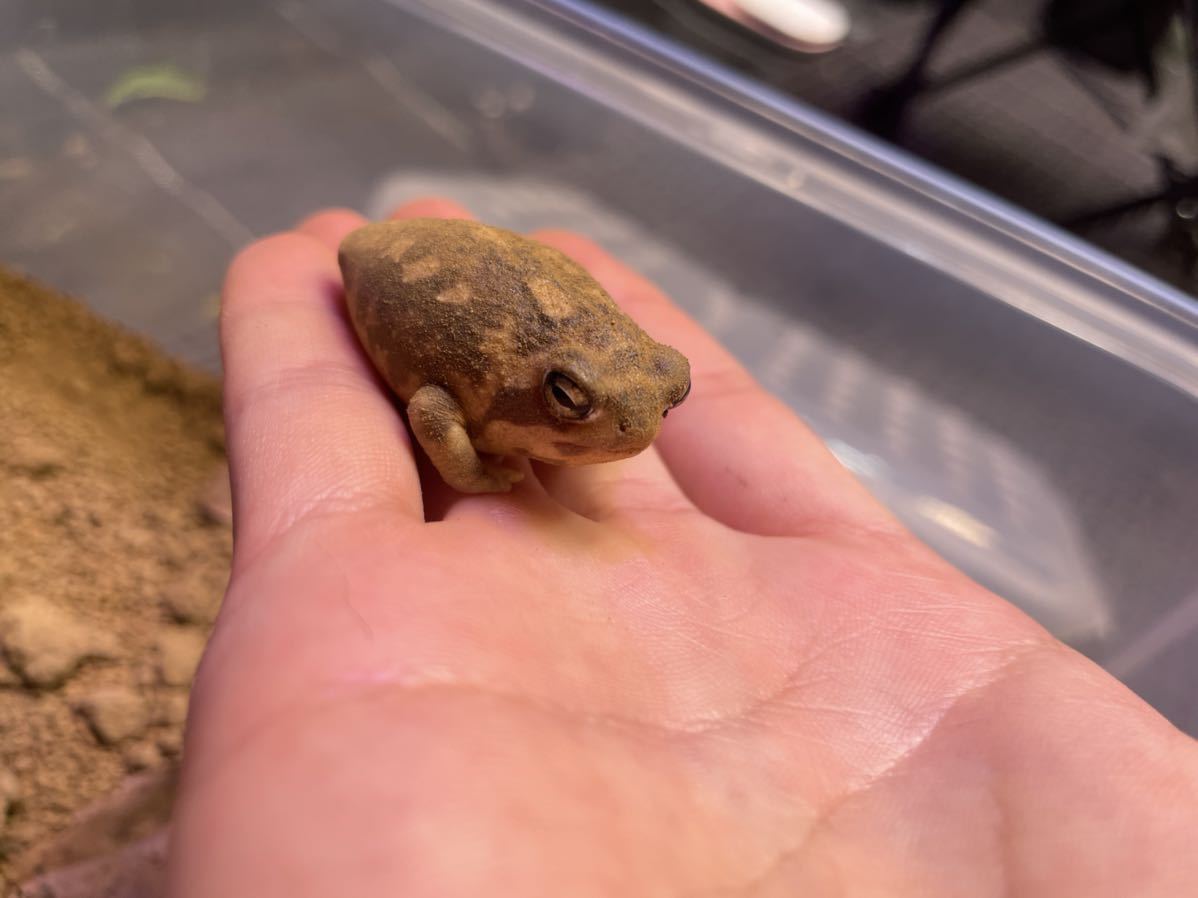 アメフクラガエル カエル 売買されたオークション情報 Yahooの商品情報をアーカイブ公開 オークファン Aucfan Com