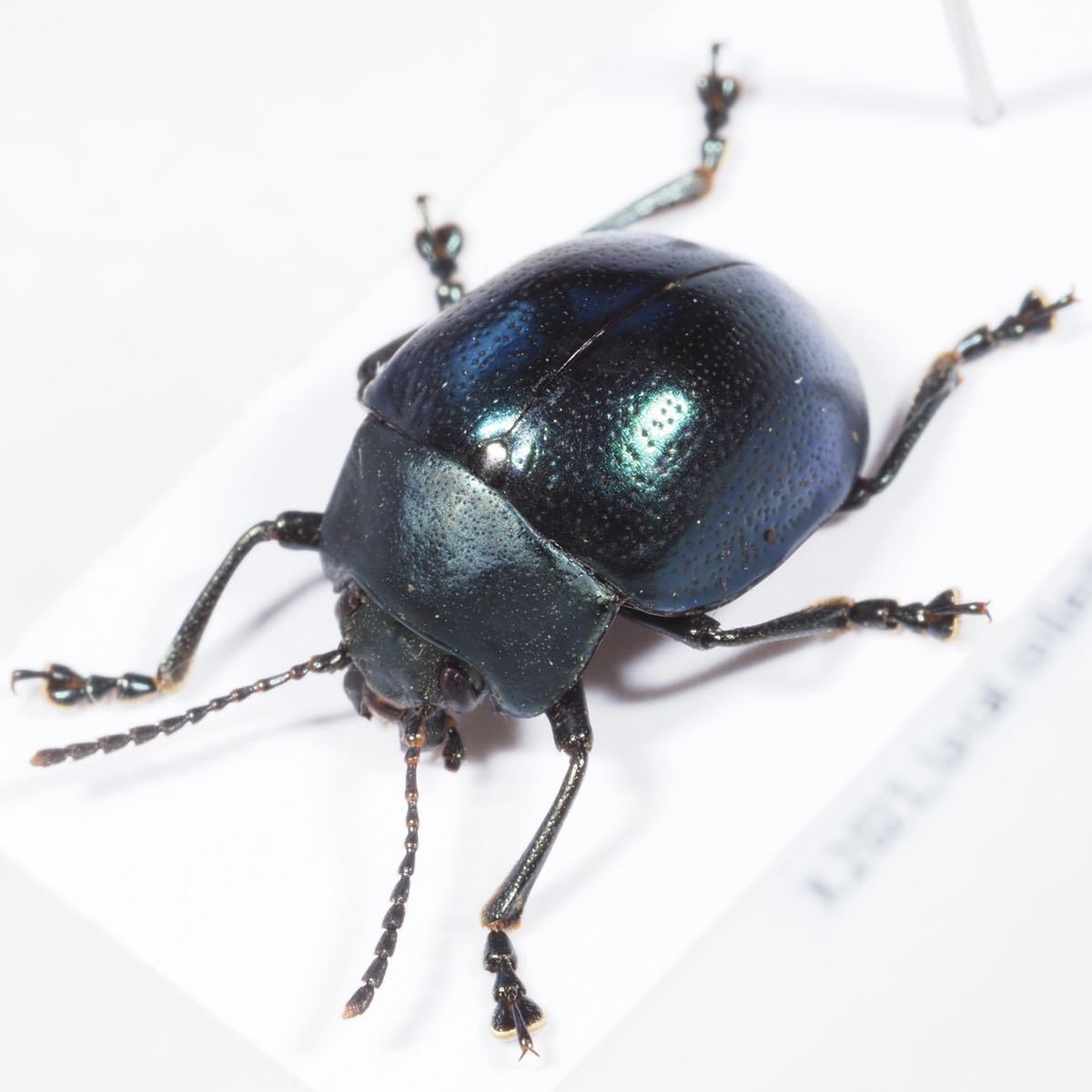 ペルーの大型のズングリハムシ ペルーのズングリハムシ Beetleハムシ