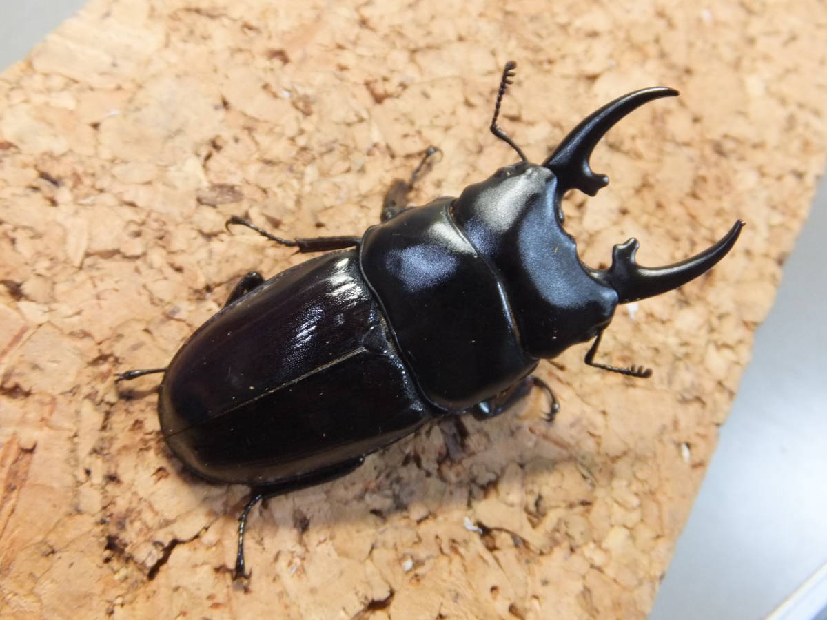 ミヤンマ－産 Dorcus hyperion ヒペリオンヒラタクワガタ ♂54mmペア