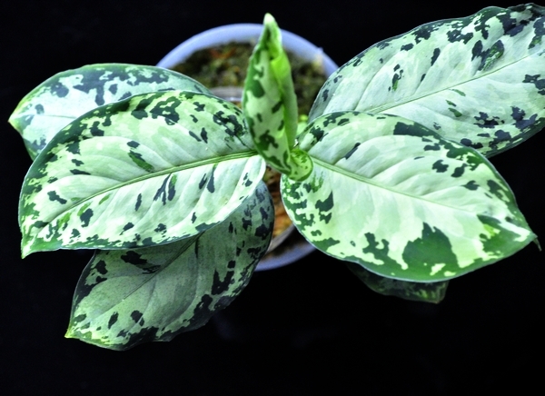 Aglaonema pictum Aglaonema pictum