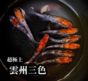 幹之 メダカのヤフオク の相場 価格を見る ヤフオク の幹之 メダカのオークション売買情報は2 959件が掲載されています