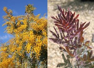 ミモザアカシアの値段と価格推移は 47件の売買情報を集計したミモザアカシアの価格や価値の推移データを公開