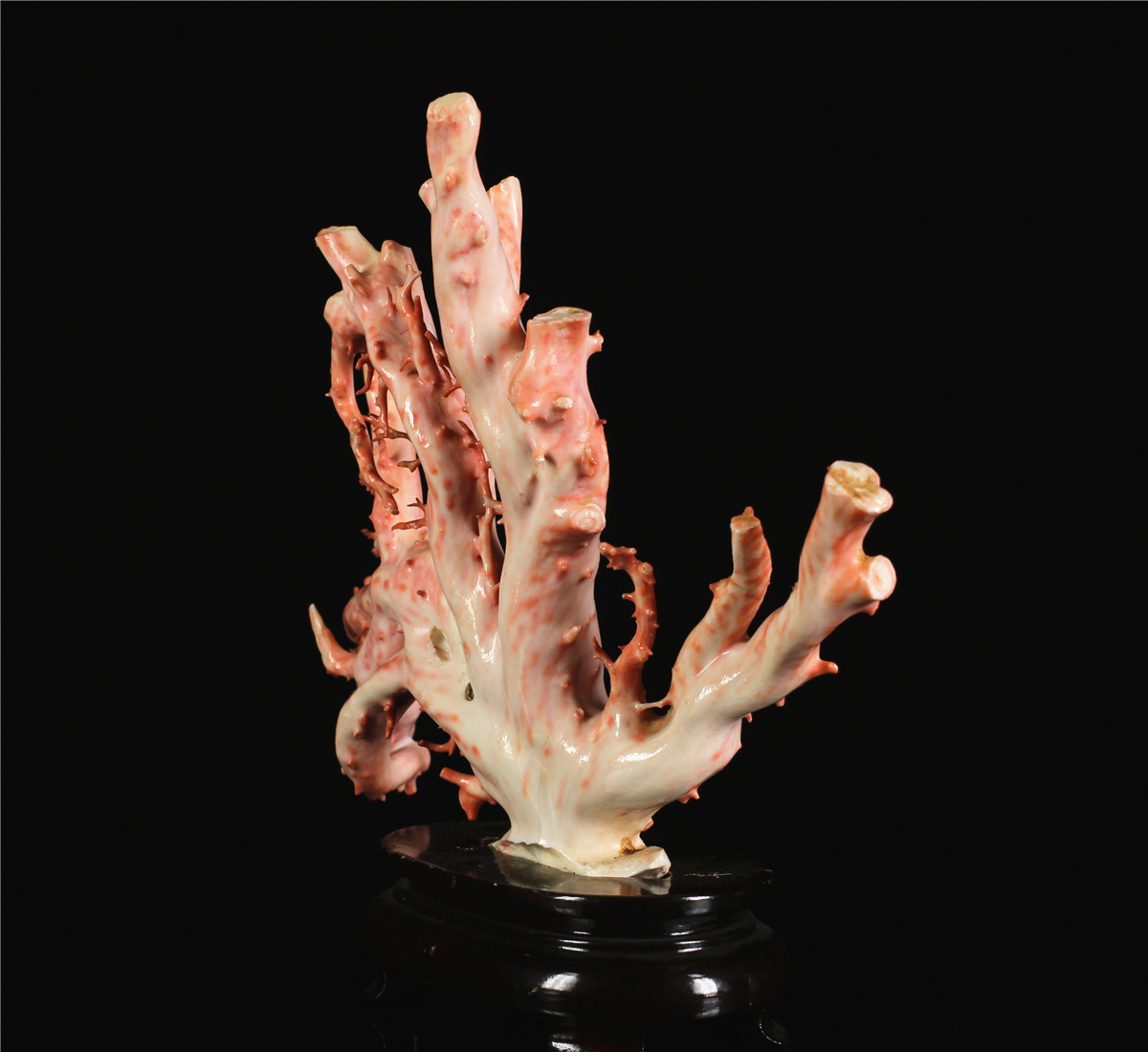 I0714 【天然珊瑚】 赤珊瑚 サンゴ樹 置物 本体幅32.65cm 重777g／状態