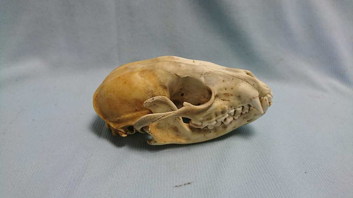 No 1 アライグマ 頭骨 頭蓋骨 剥製 科学 自然 売買されたオークション情報 Yahooの商品情報をアーカイブ公開 オークファン Aucfan Com