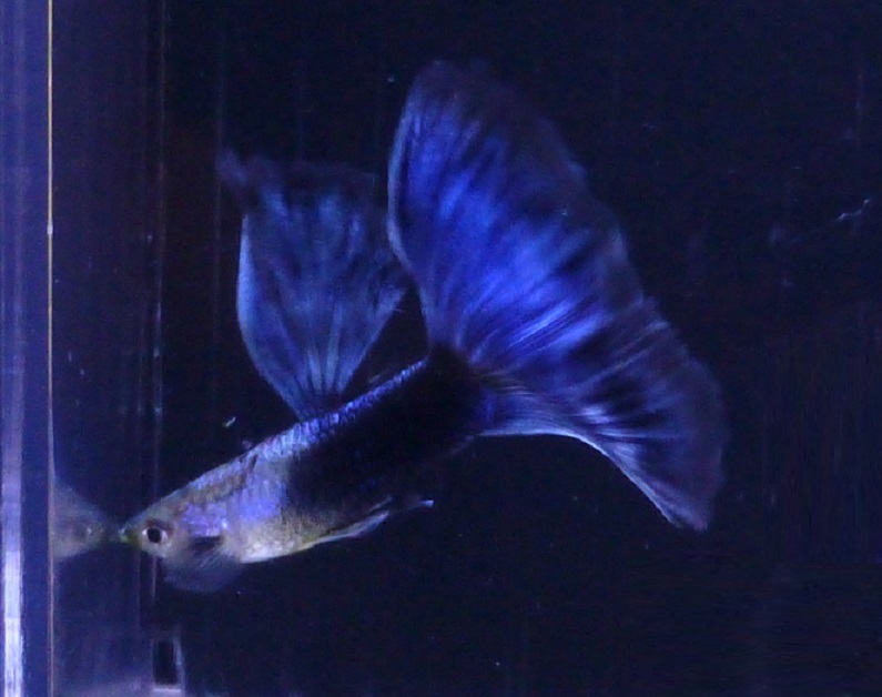 Rrea系シンガーブルーネオンタキシードｃフィン 幼魚 ２０尾 グッピー 売買されたオークション情報 Yahooの商品情報をアーカイブ公開 オークファン Aucfan Com
