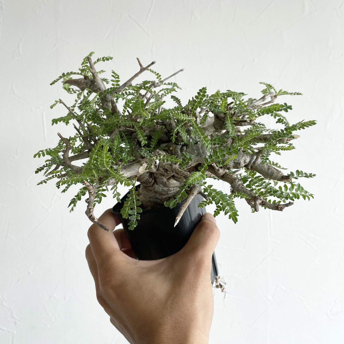 ボスウェリア ネグレクタ / 発根済み・輸入株 // Boswellia neglecta, コーデックス, 塊根植物, Caudex, 灌木