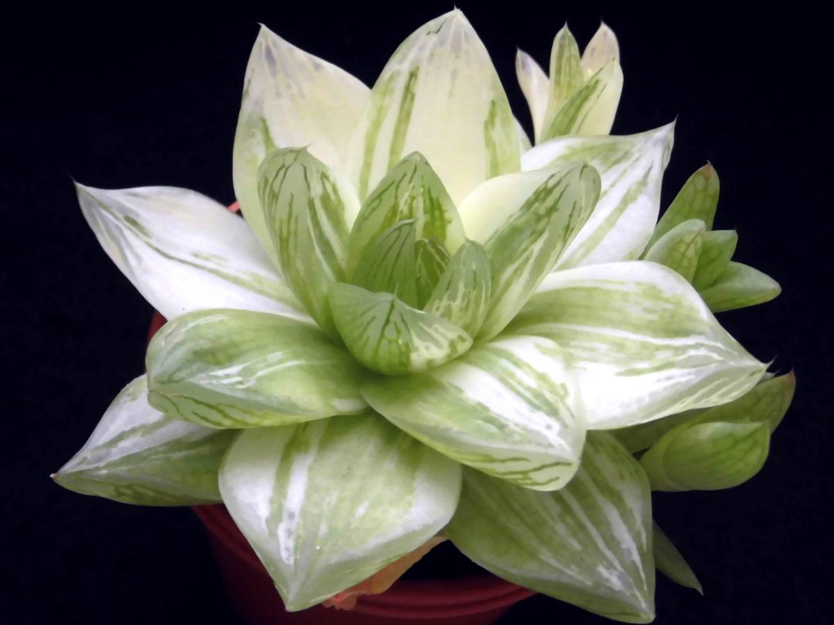 21春夏新作 多肉植物 ハオルチア 京の華 緑棒 育てやすく よく増えます ラストです Coop Parkrun Org Uk