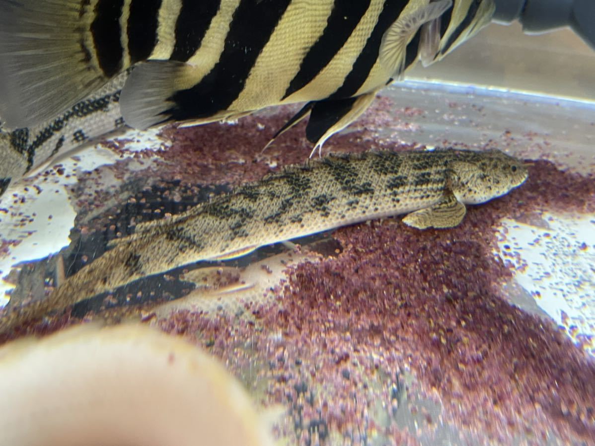 ポリプテルスアンソルギー約22センチ Www Silvanaconfeccoes Com Br