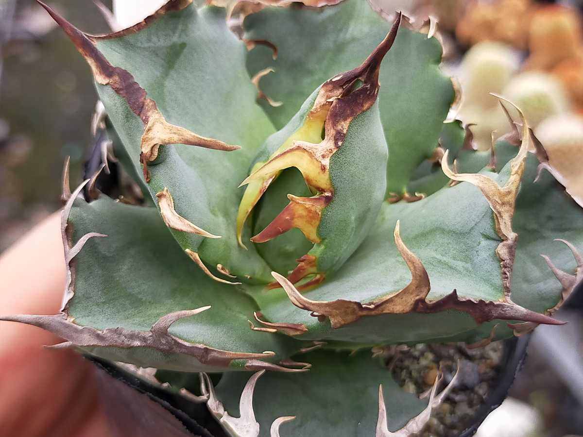 アガベ チタノタ 甲部白鯨 ロウルサンコ産 RAFLUMコレクション