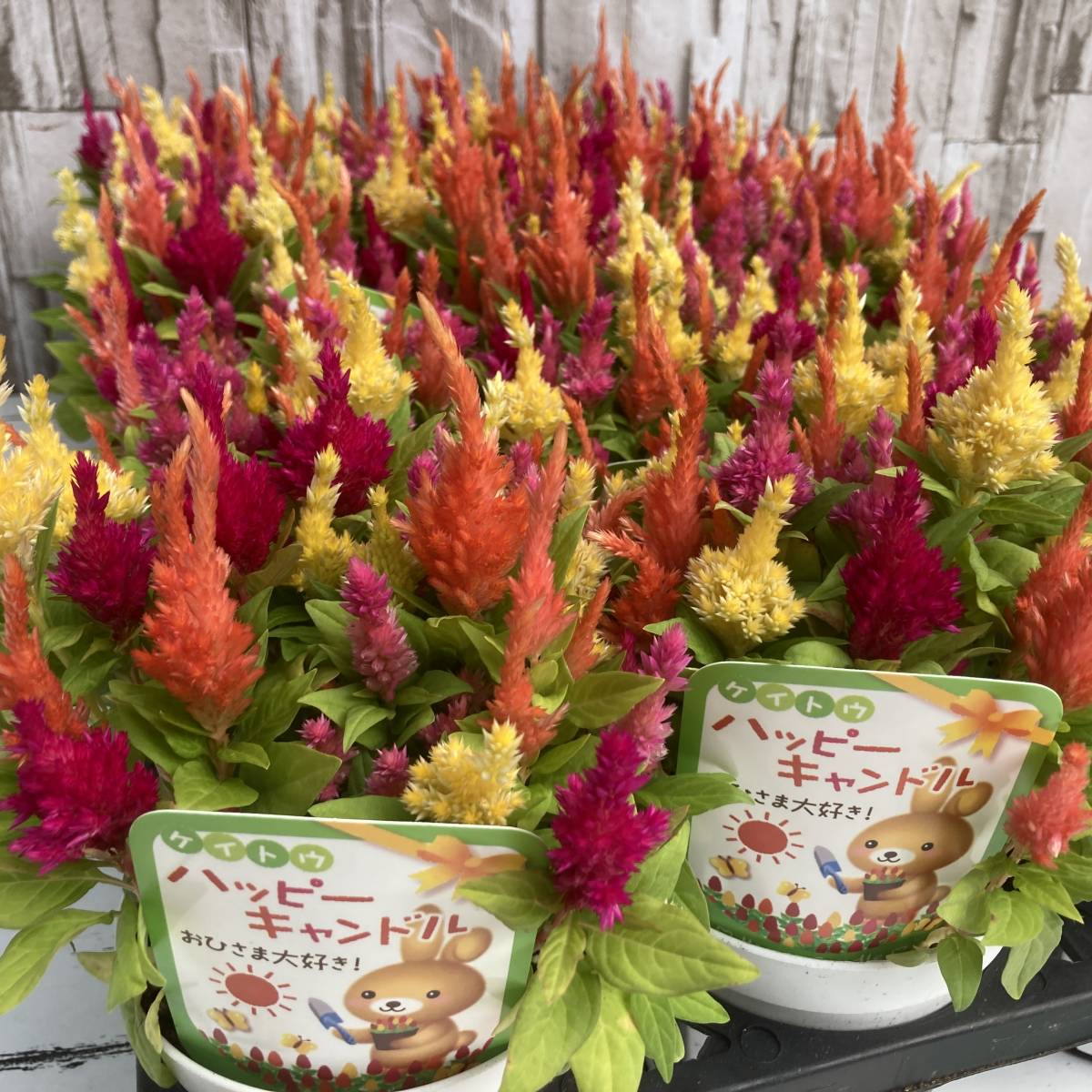 ハッピーキャンドルの値段と価格推移は 37件の売買情報を集計したハッピーキャンドルの価格や価値の推移データを公開