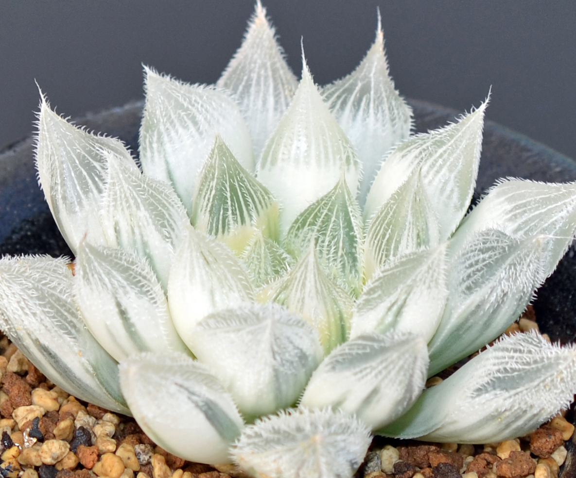 ◇多肉植物◇ハオルチア◇白狐伝(サボテン)｜売買されたオークション