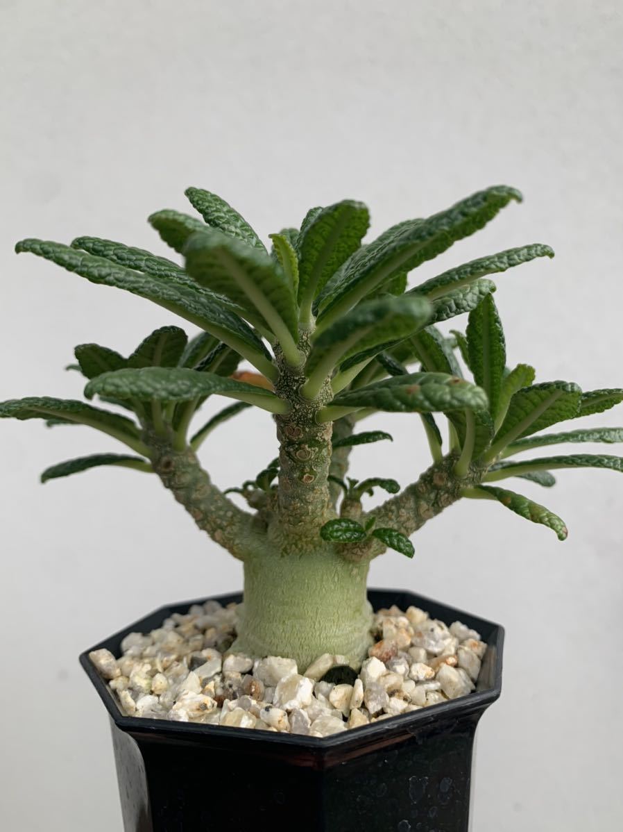 Dorstenia gigas ドルステニア ギガス　実生 1