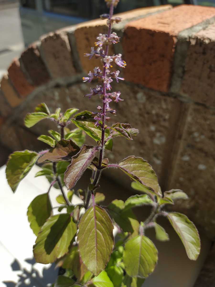 ホーリーバジルの値段と価格推移は 35件の売買情報を集計したホーリーバジルの価格や価値の推移データを公開