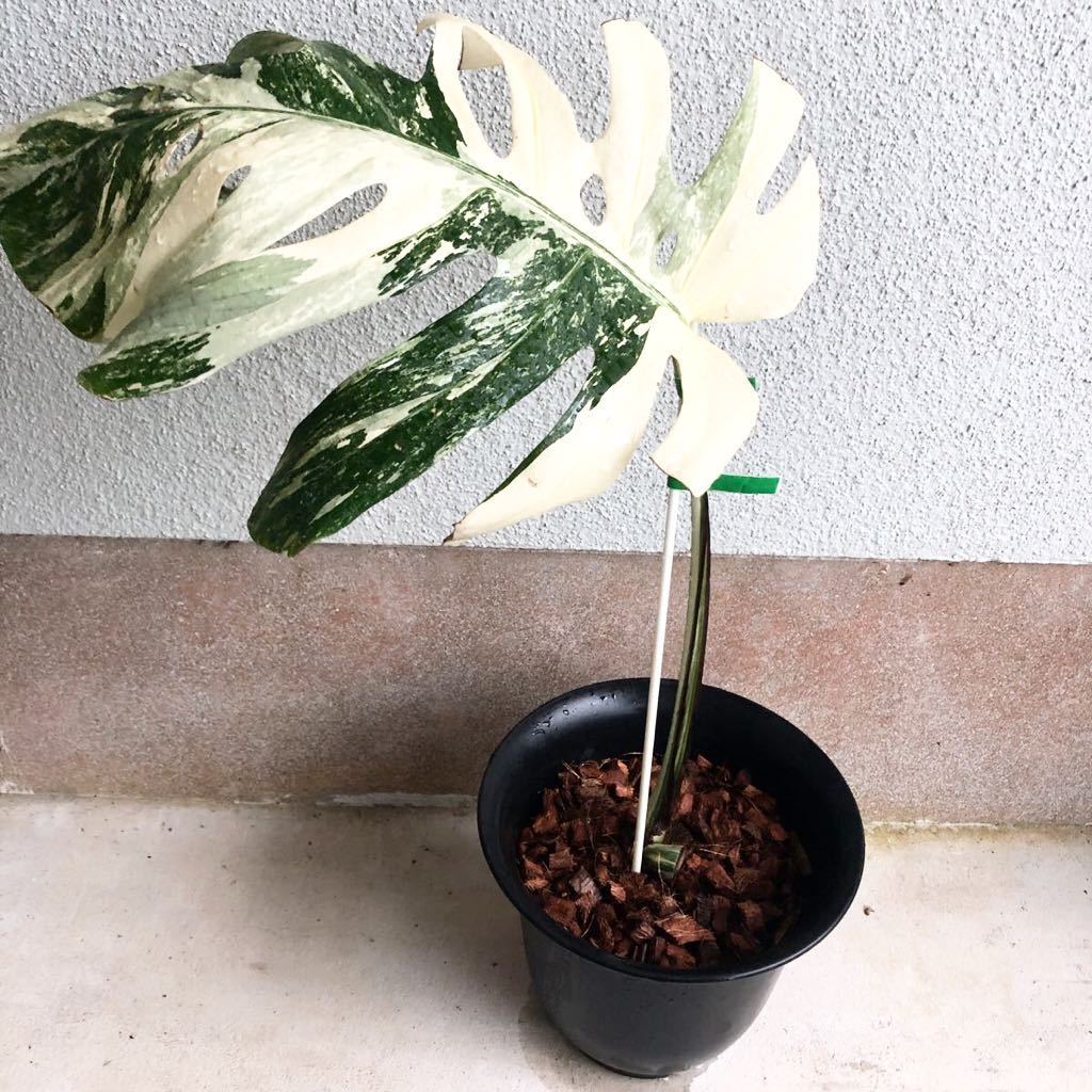 B】白斑勝ちの極上株♡立派な根出し済み♡美しい斑入りモンステラ ...