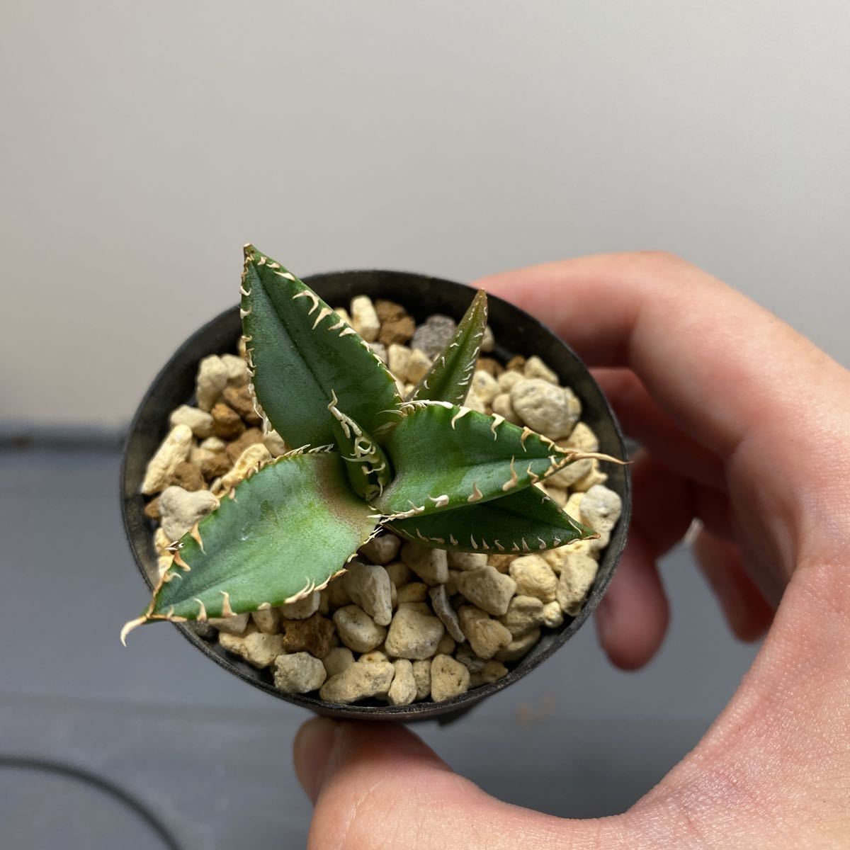チタノタ フィリグリー 圓葉拇指 発根済 j87（検 赤猫 / バケモノ
