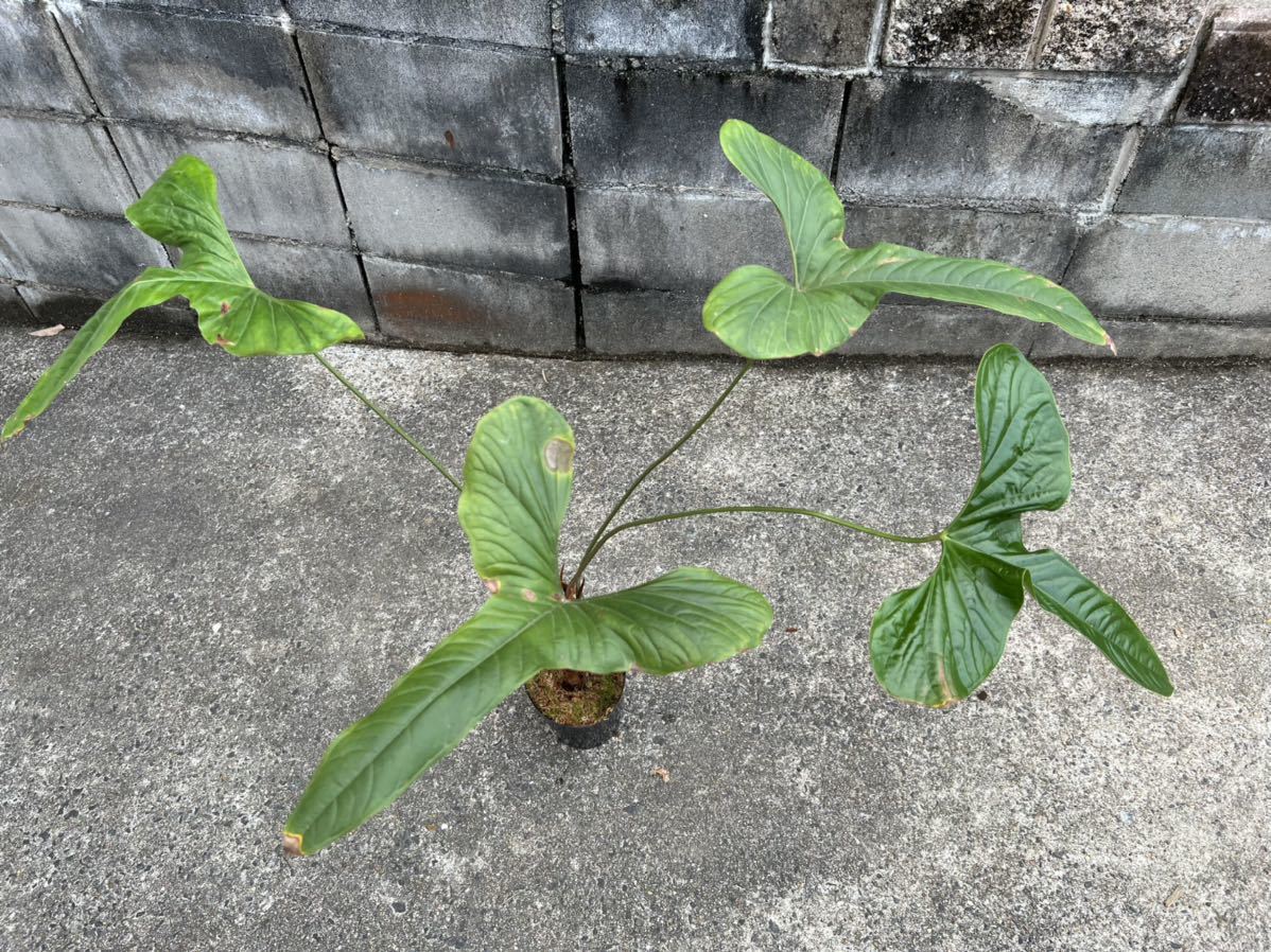 vandakaanthurium effusilobum     ()Yahoo!(!)  -  aucfan.com