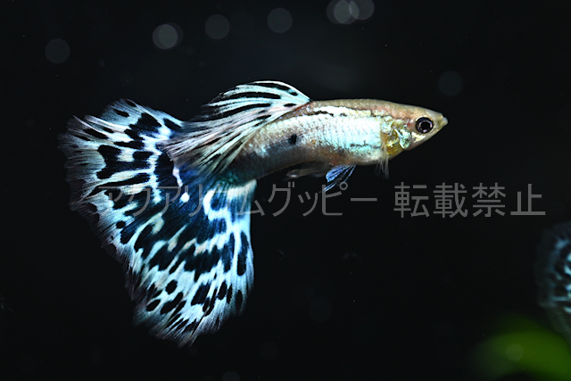 アクアリウムグッピー 現物販売a b 発送日金曜日 ブルースターブルーモザイク 国産グッピー グッピー 売買されたオークション情報 Yahooの商品情報をアーカイブ公開 オークファン Aucfan Com