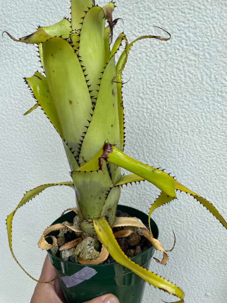 Aechmea triangularis エクメア ブロメリア