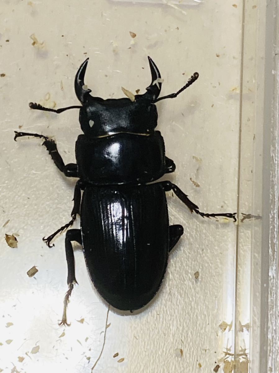 オオクワガタ チビ 極小 国産オオクワガタ 極小サイズ 豆ピカ 小型 小さくて可愛い ちいかわなサイズ 国産 売買されたオークション情報 Yahooの商品情報をアーカイブ公開 オークファン Aucfan Com