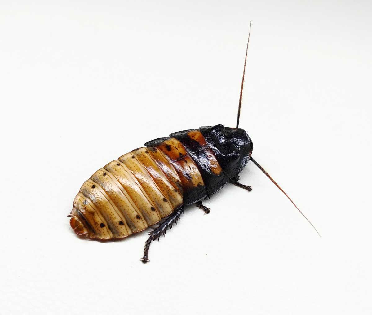 マダガスカルゴキブリ 幼虫10匹 A Gromphadorhina Portentosa ポルテントーサ 昆虫 ローチ ペット 餌用 奇虫 マダゴキ その他 売買されたオークション情報 Yahooの商品情報をアーカイブ公開 オークファン Aucfan Com