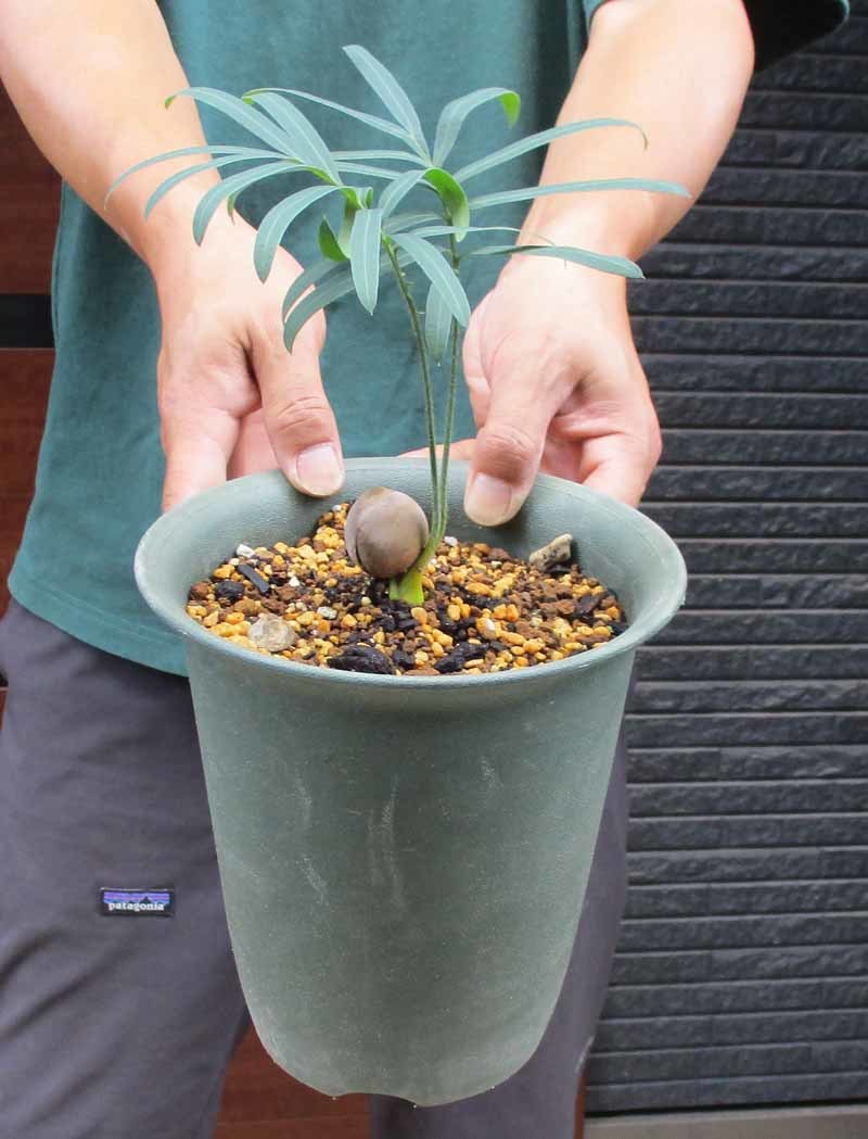 銀葉ソテツ タイ産 現品銀色に輝くタイシルバー サイカス Cycas | 観葉