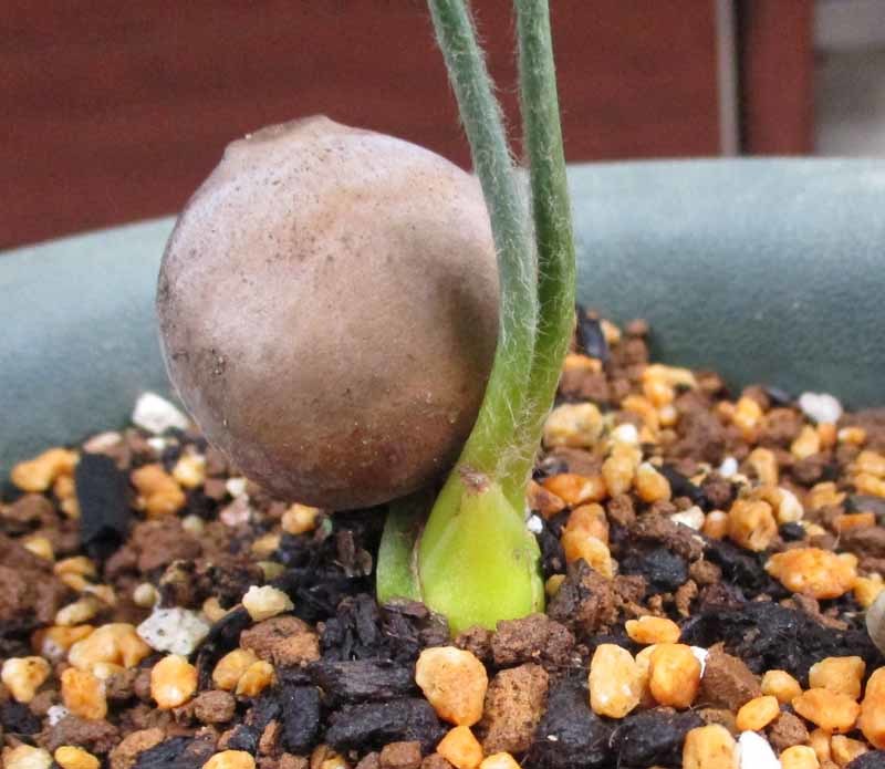 銀葉ソテツ タイ産 現品銀色に輝くタイシルバー サイカス Cycas | 観葉