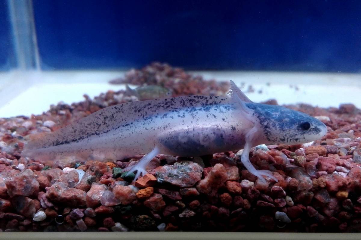 Oasisaqua可愛いウーパールーパー 白 黒目色変わり個体約65mm イモリ サラマンダー 売買されたオークション情報 Yahooの商品情報をアーカイブ公開 オークファン Aucfan Com