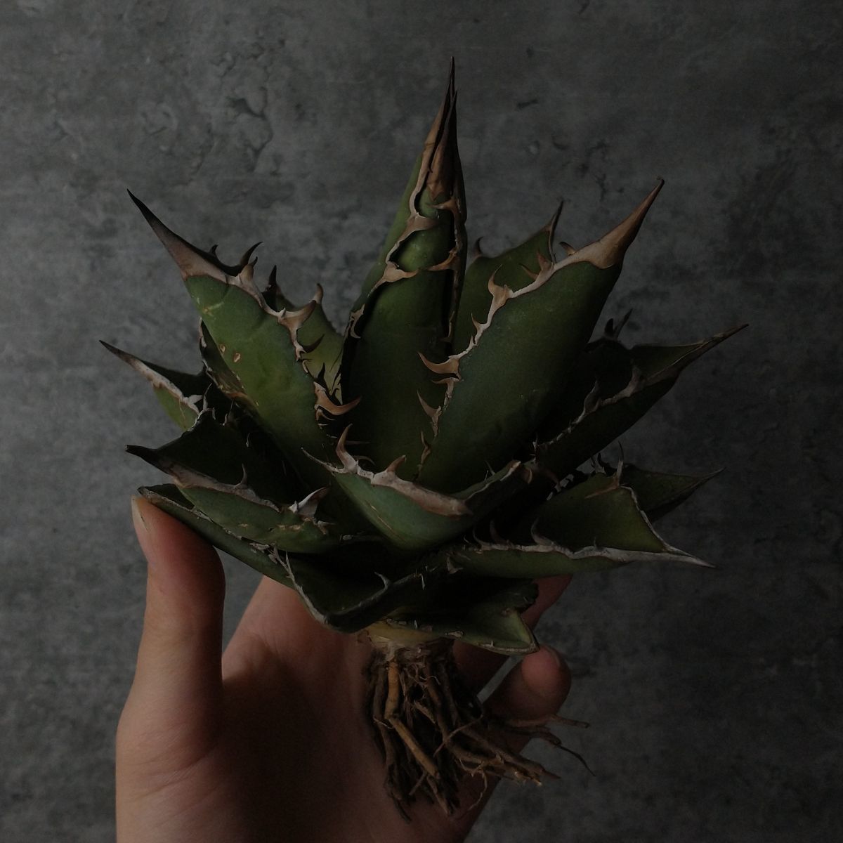 B】【P9731】【超希少個体】オアハカ 産 アガベ オテロイ agave oteroi