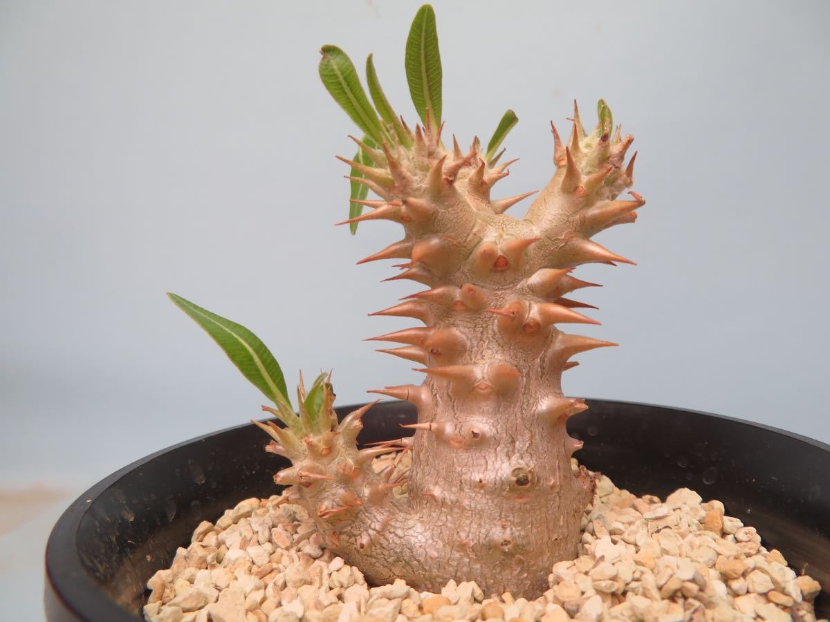 52 Pachypodium bicolor パキポディウム サボテン 多肉植物 塊根