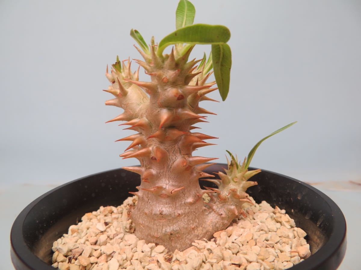 Pachypodium Bicolor 塊根植物 コーデックス 52 Pachypodium bicolor パキポディウム サボテン 多肉植物 塊根
