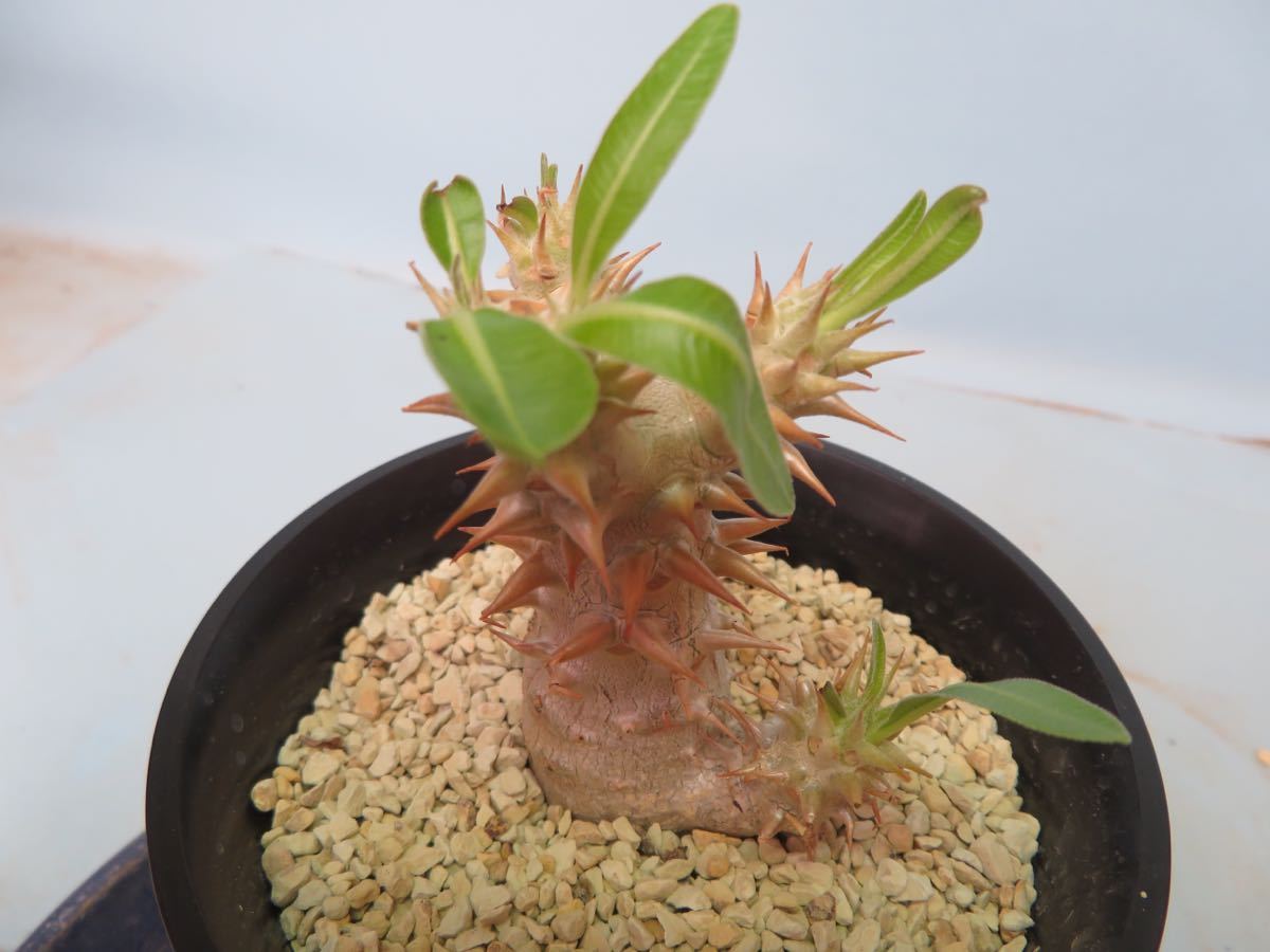 Pachypodium Bicolor 塊根植物 コーデックス 52 Pachypodium bicolor パキポディウム サボテン 多肉植物 塊根