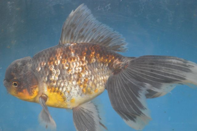 ジャンボ東錦（3歳）24cm 4番 巻木養魚場！！(金魚)｜売買された 